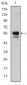 RUNX1 Antibody